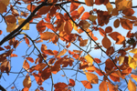 Autumn Leaves