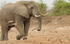 Elephant and African Skimmers.