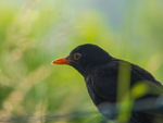 A Blackbird's Mystique_1190380