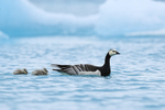 Barnacle Goose & two goslings, Jokulsarlon, Iceland