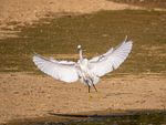 Little Egret