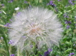 Make a Wish