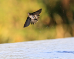 Flying Cave Swiftlet climbs steeply from water, Bali, Indonesia