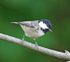 Coal Tit