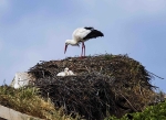 White Stork