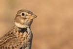 Calandra Lark head close-up, Montgai, Spain
