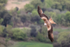 Red Kite in flight, Catalonia, Spain