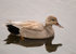 Gadwall