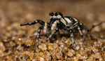 Zebra Spider - Female