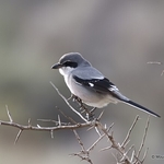 Southern Grey Shrike (Lanius meridionalis)
