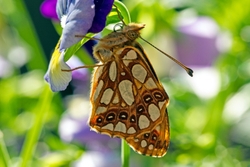Queen of Spain Fritillary - Issoria lathonia