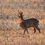 Roe Deer