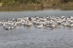 Caspian and Royal Terns.