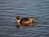 Pintail