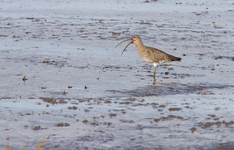 Eurasian Curlew - Dee Estuary - North Wales