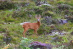 roe deer near Plockton, West Highlands.  Ref1815