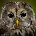 Animals-014