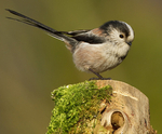 LONG TAILED TIT REF LTT 6