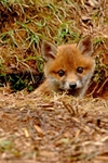 Fox Cub - Sherwood Forest