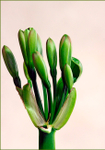 Clivia miniata Green 2