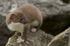 Stoat Kit. Conway, ref st 11