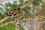 Turkey Vulture, Blue Cypress Lake, Florida