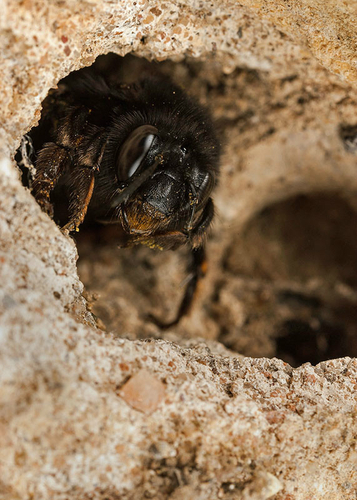 Female Hairy-footed Flower Bee ([i]Anthophora plumipes[/i]), at a nest burrow in an old stone wall. Warwickshire, Apr…