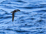 Manx Shearwater portfolio
