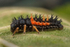 Harlequin Ladybird Larva