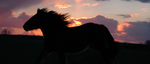 Evening Gallop
