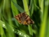 Burnet Companion