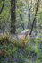 Spring Glade