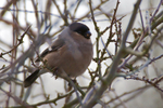 Bullfinch portfolio