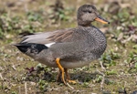 Gadwall