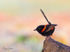 Red Wren Male 9
