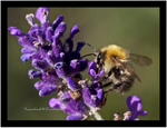 Honey Bee...