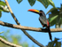 Fiery-billed Aracari, Costa Rica