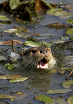 European Otter