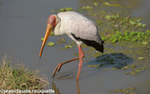 Yellow- billed Stork