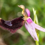 Bertoloni's orchid (Ophrys bertolonii)