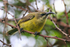Close-up of Bronze Sunbird (female) perched on a thorny branch