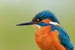 Kingfisher (male) close-up, Scotland