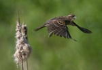 Redwinged Blackbird female