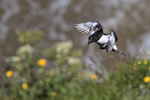 Razorbill approaching cliff top, Flamborough Head, Yorkshire