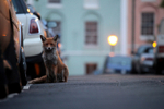Urban fox sat in a Bristol Street at dusk