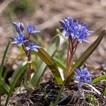 Alpine Squill (Scilla bifolia) 