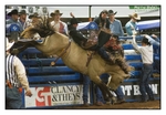 Saddle Bronc 3