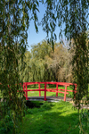 Red Bridge and Willow