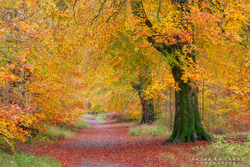 Autumn Track