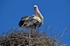 White Stork